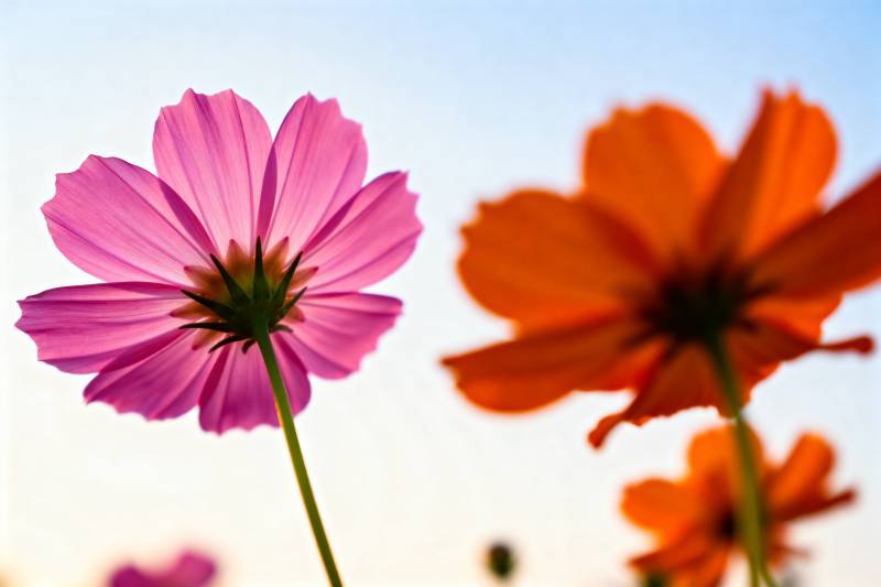 花影映天光图片