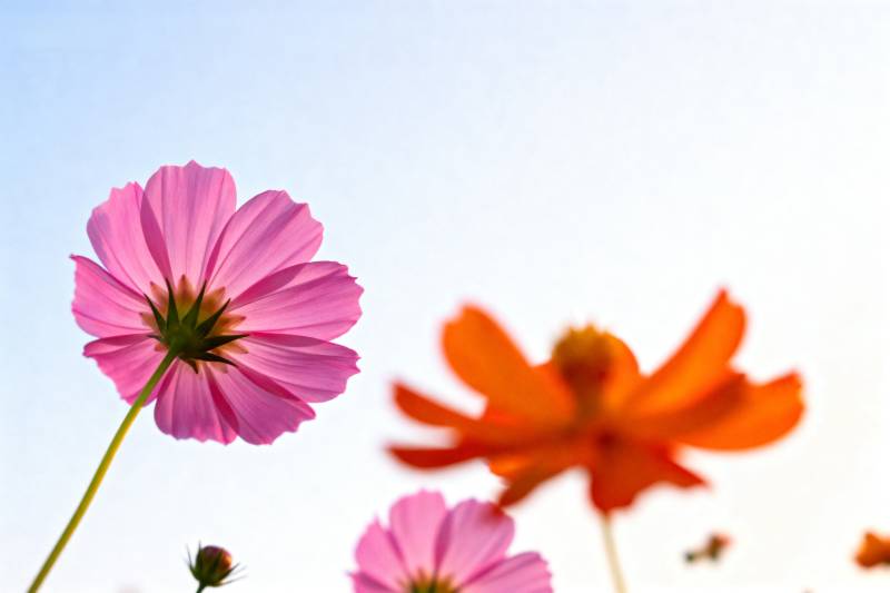 花影映蓝天图片