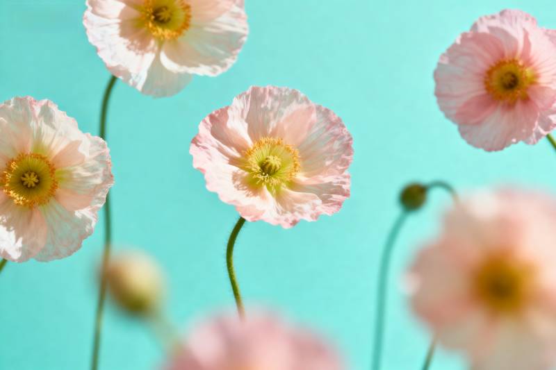 粉红罂粟花绽放图片