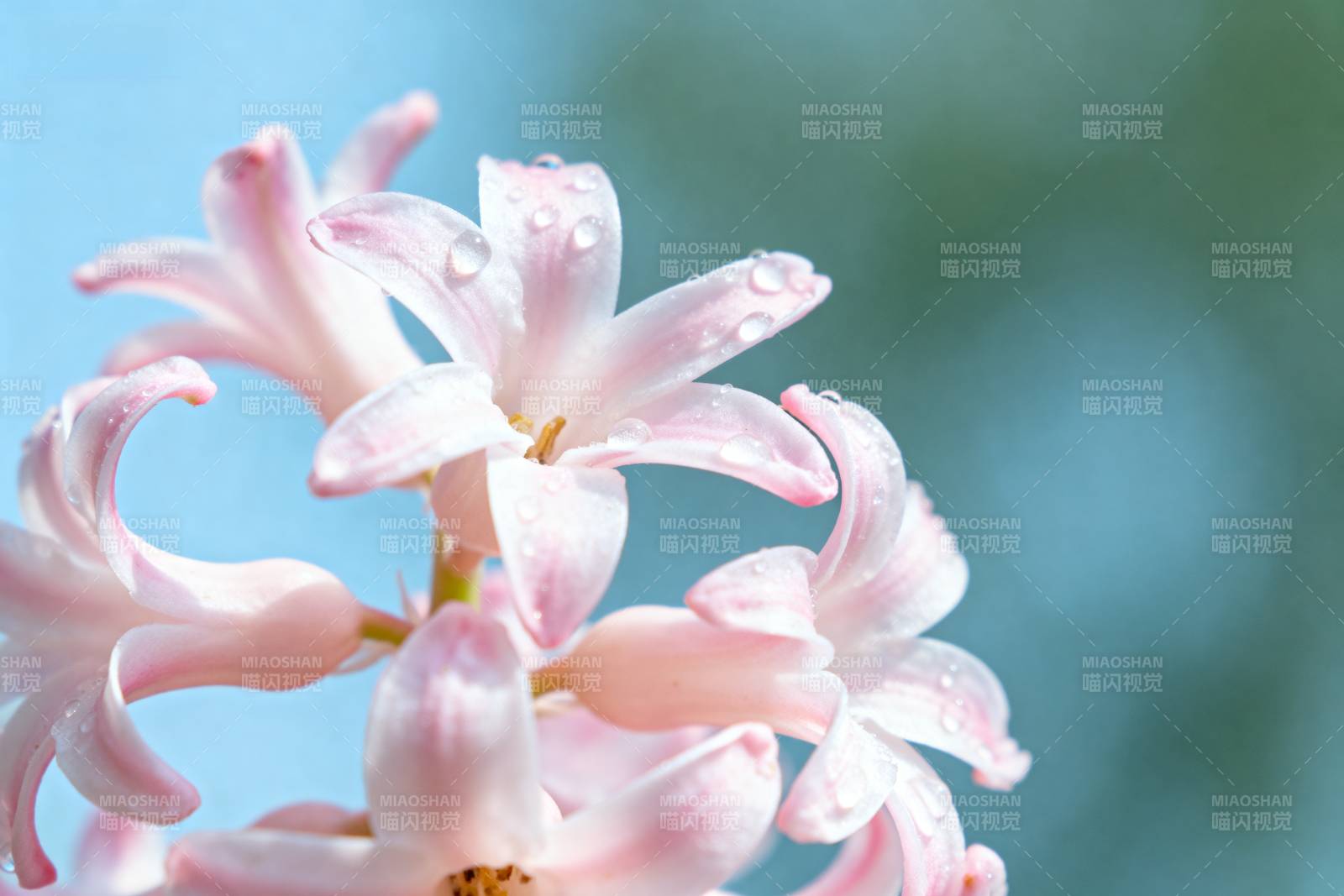 粉花滴露 春意盎然图片