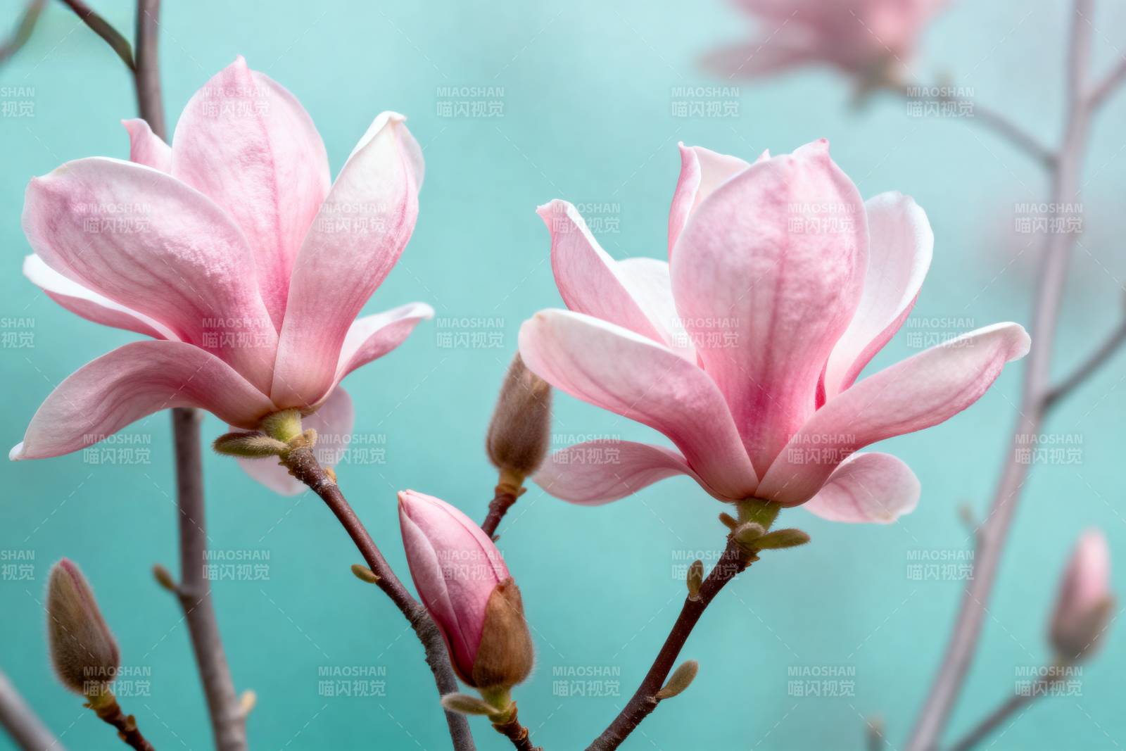 玉兰花绽放图片