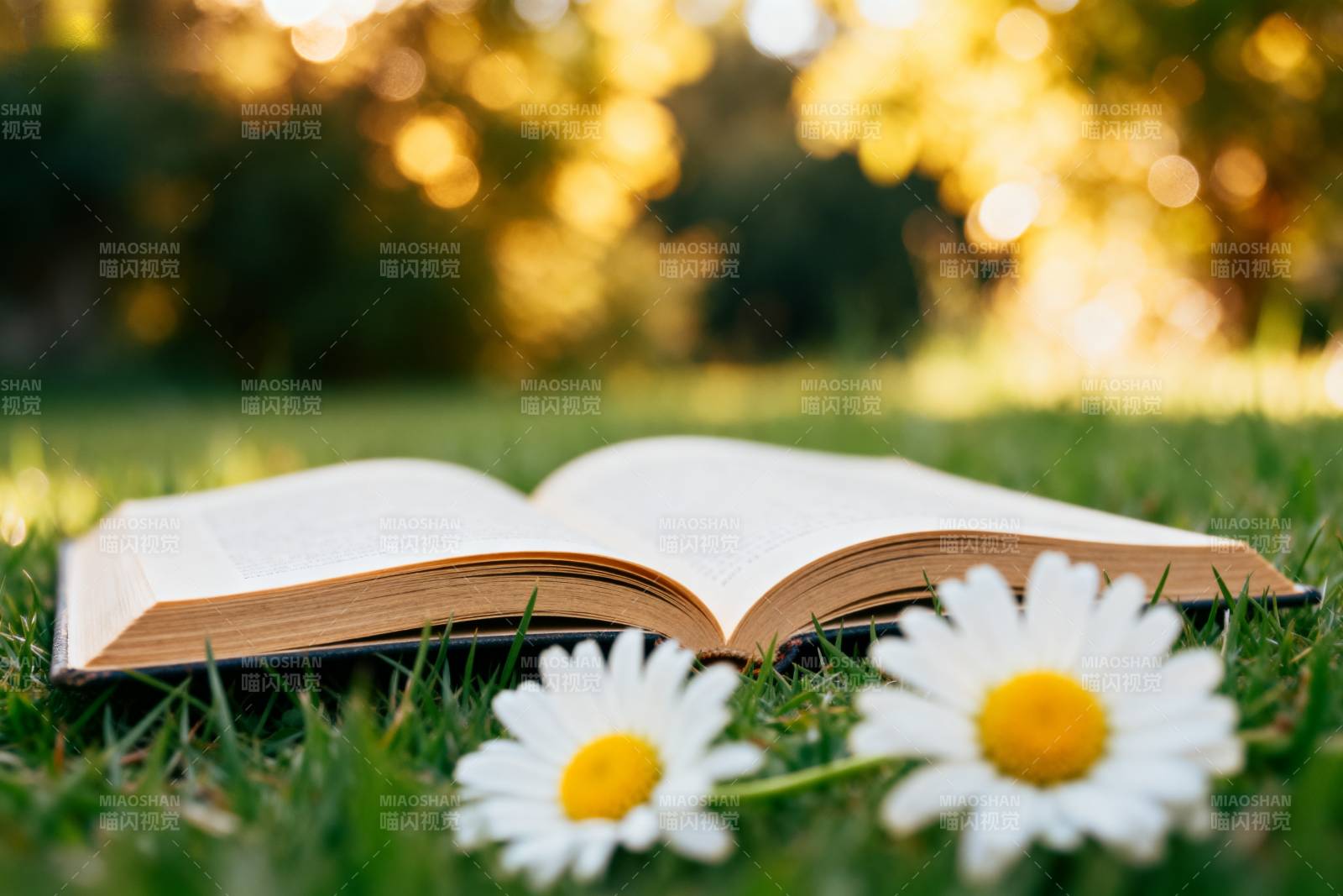书页与雏菊的静谧图片
