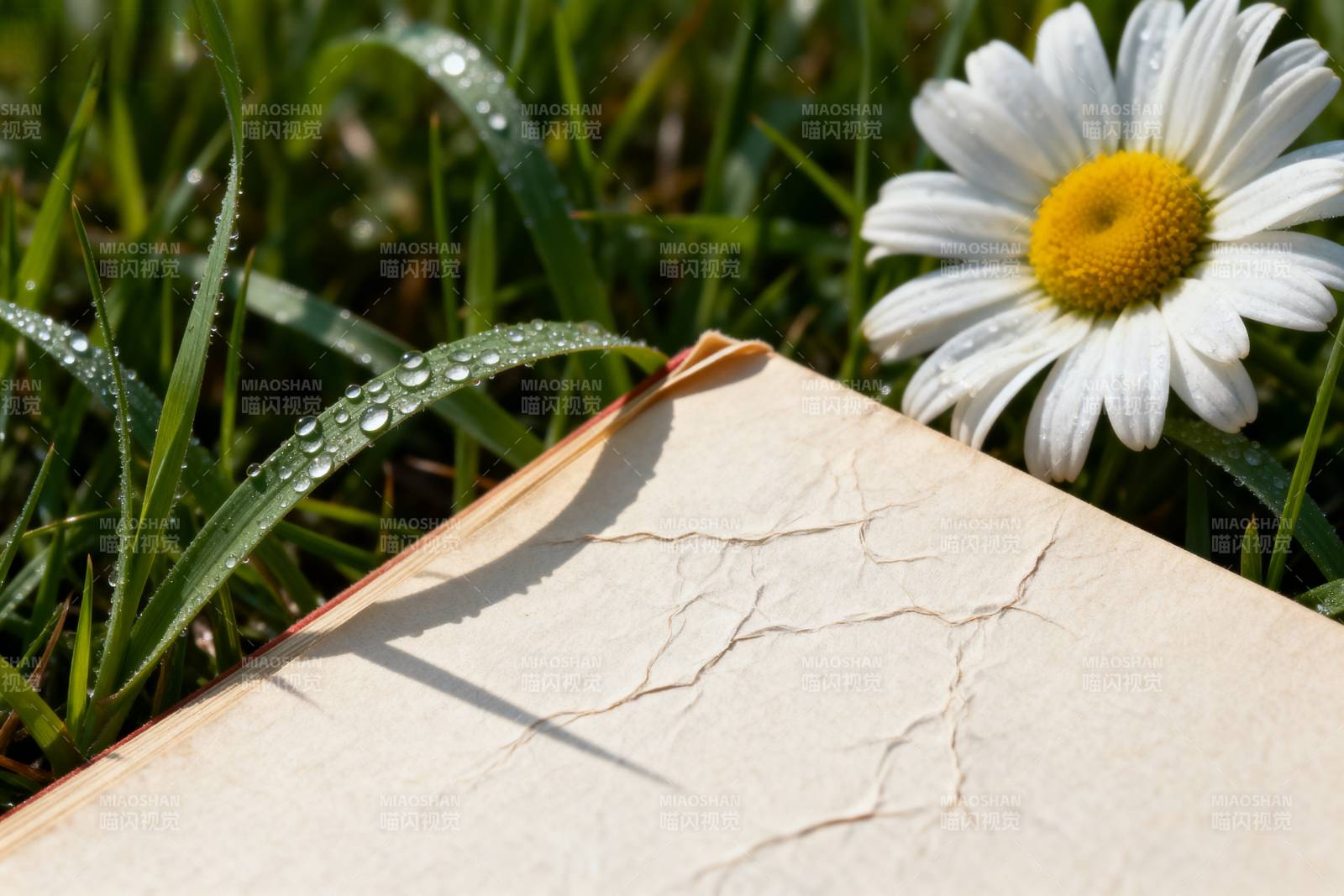 书页上的雏菊图片