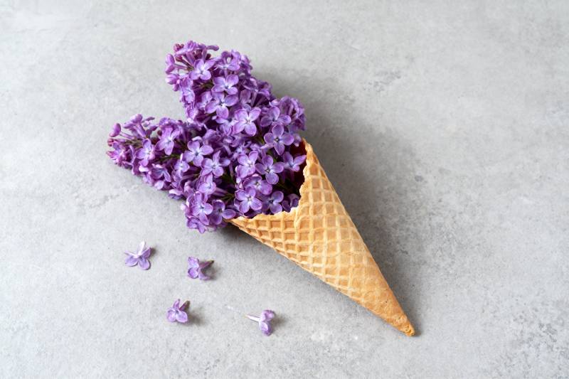 紫花冰激凌锥图片