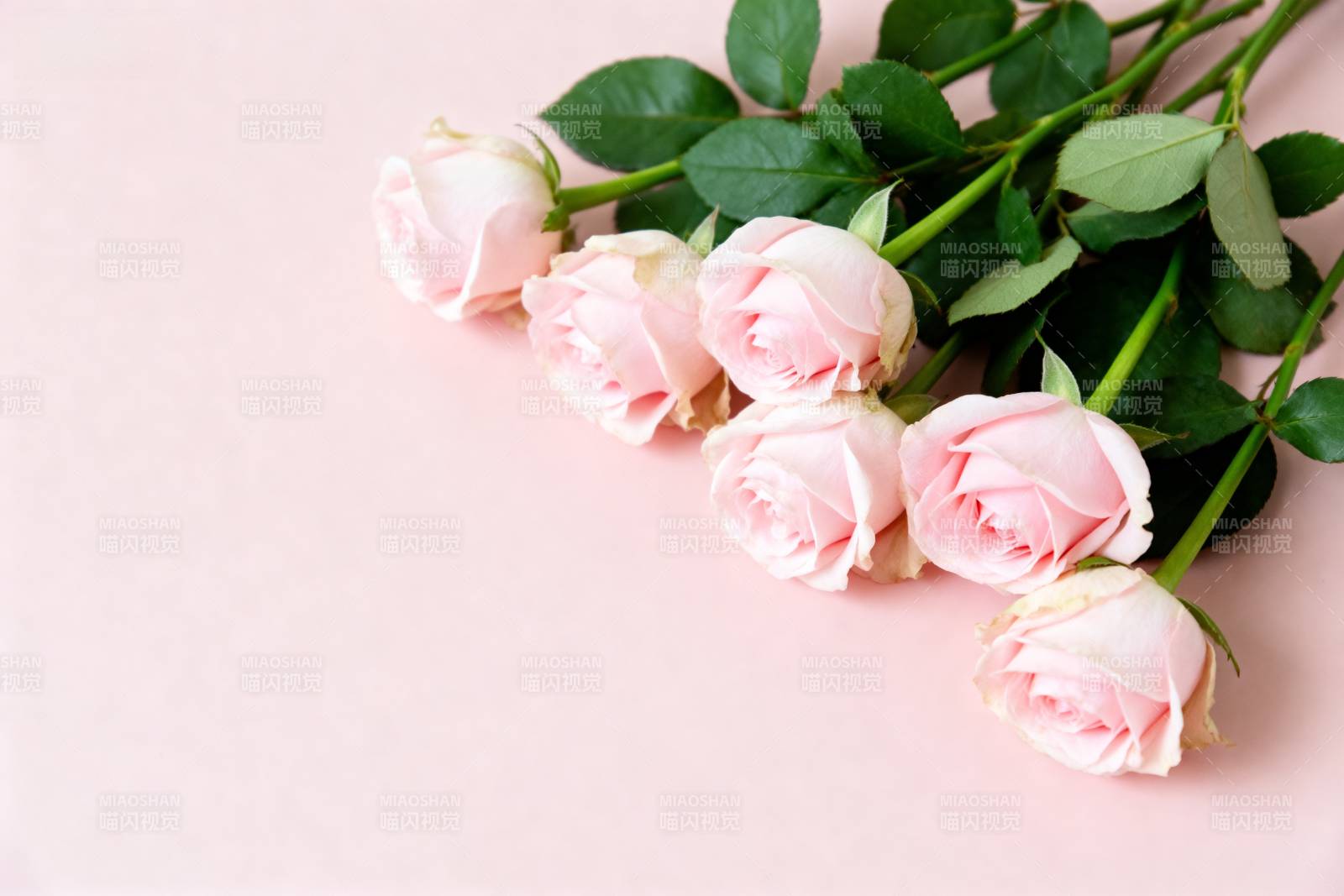 粉玫瑰静谧绽放图片