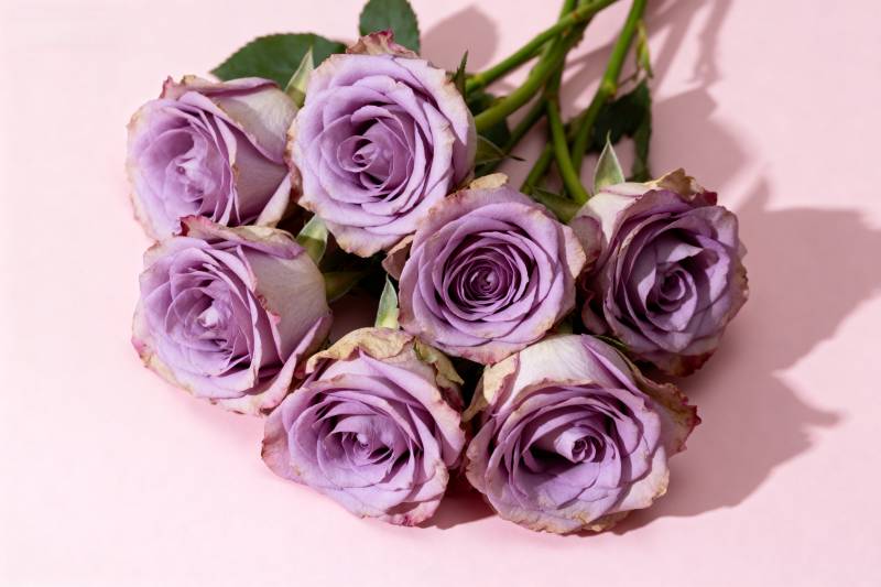 紫玫瑰花束图片