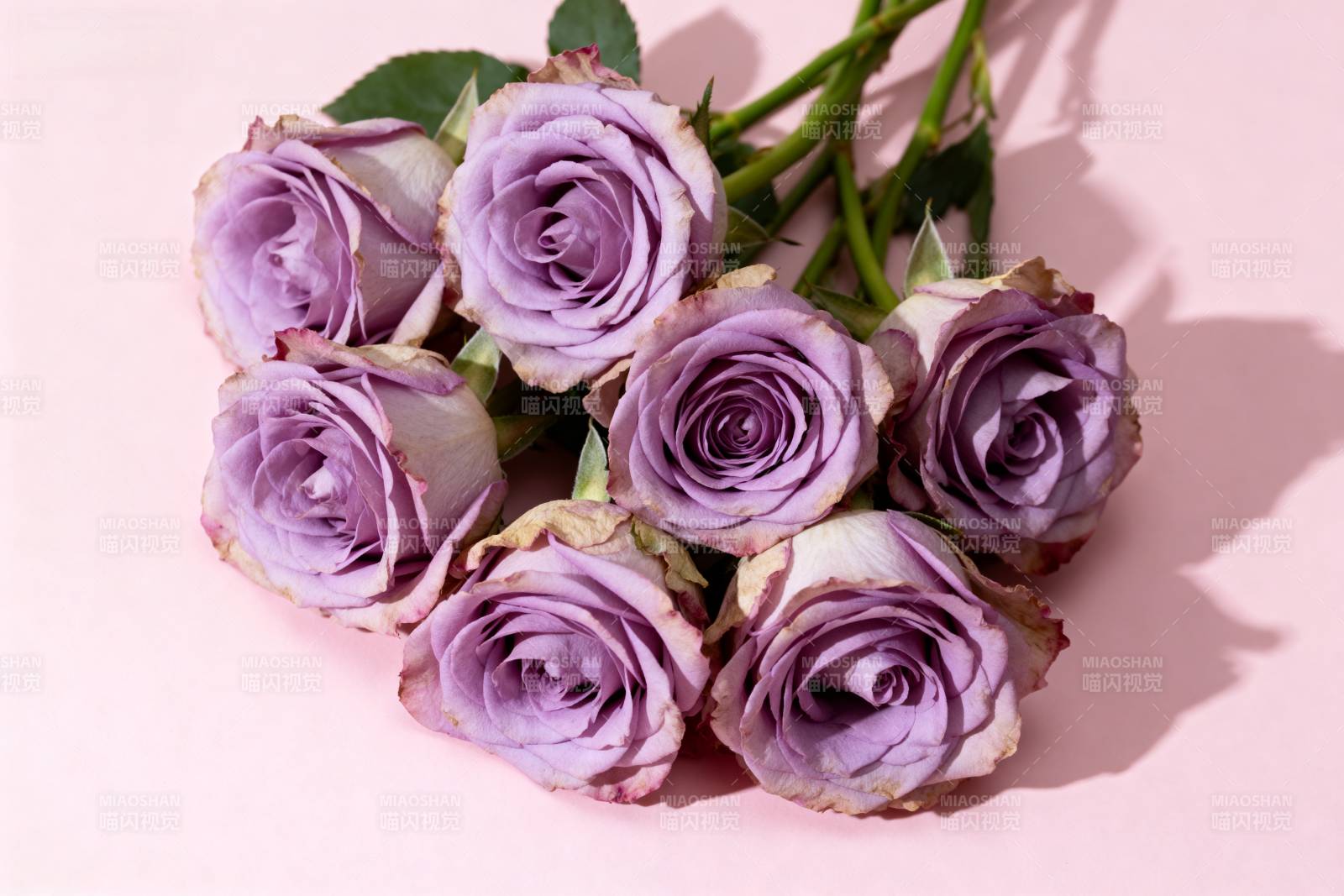 紫玫瑰花束图片