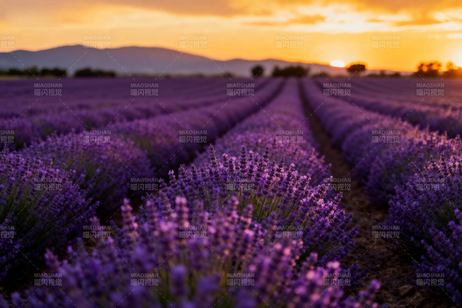薰衣草田日落图片