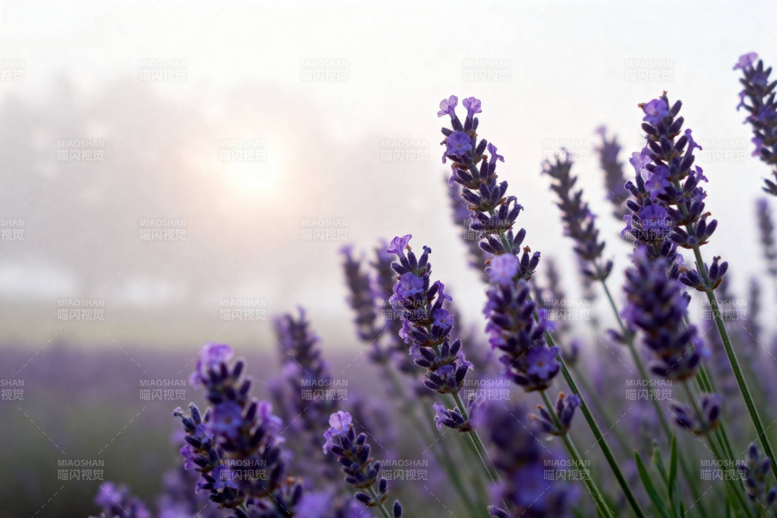 薰衣草田晨曦图片