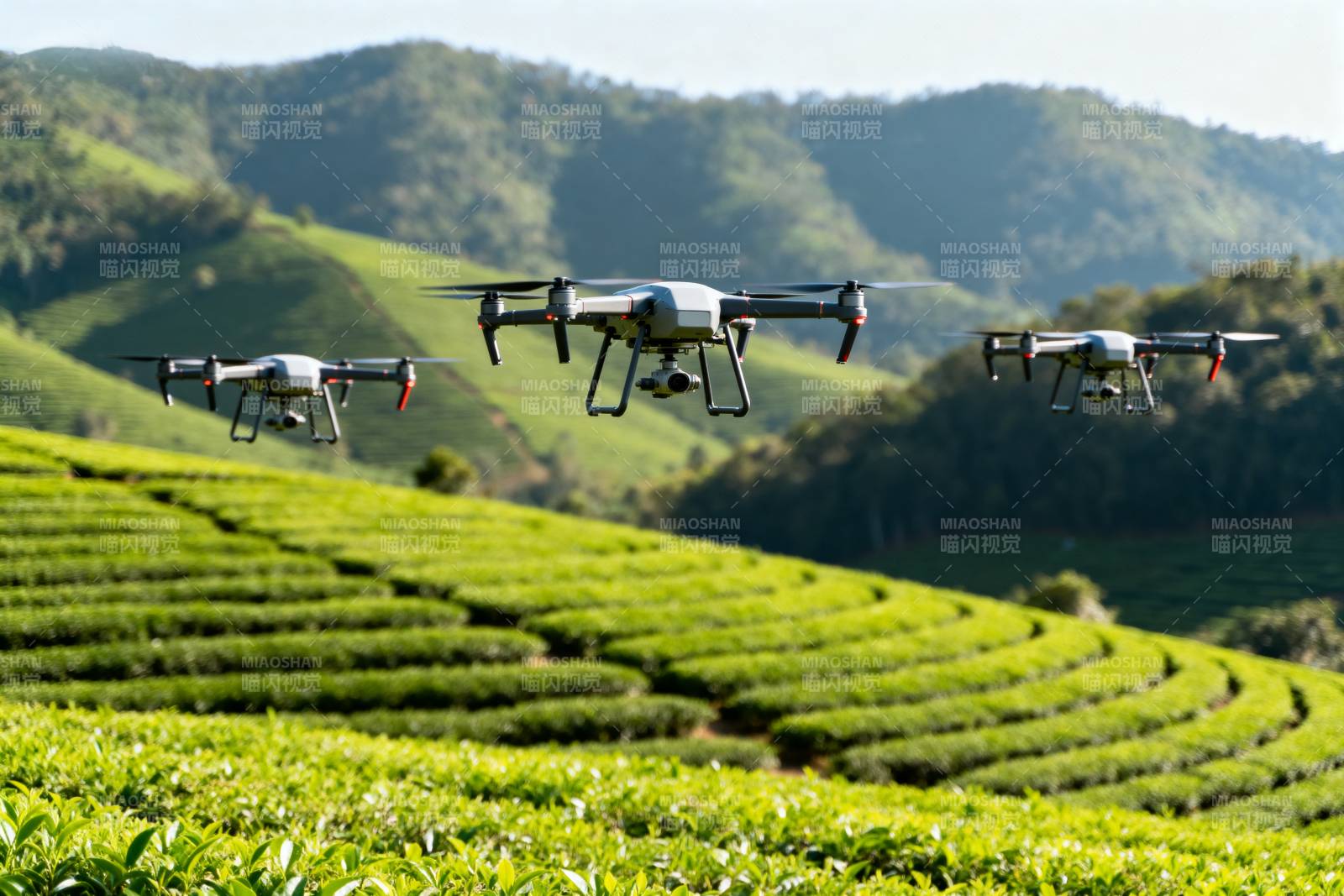 无人机巡茶园图片