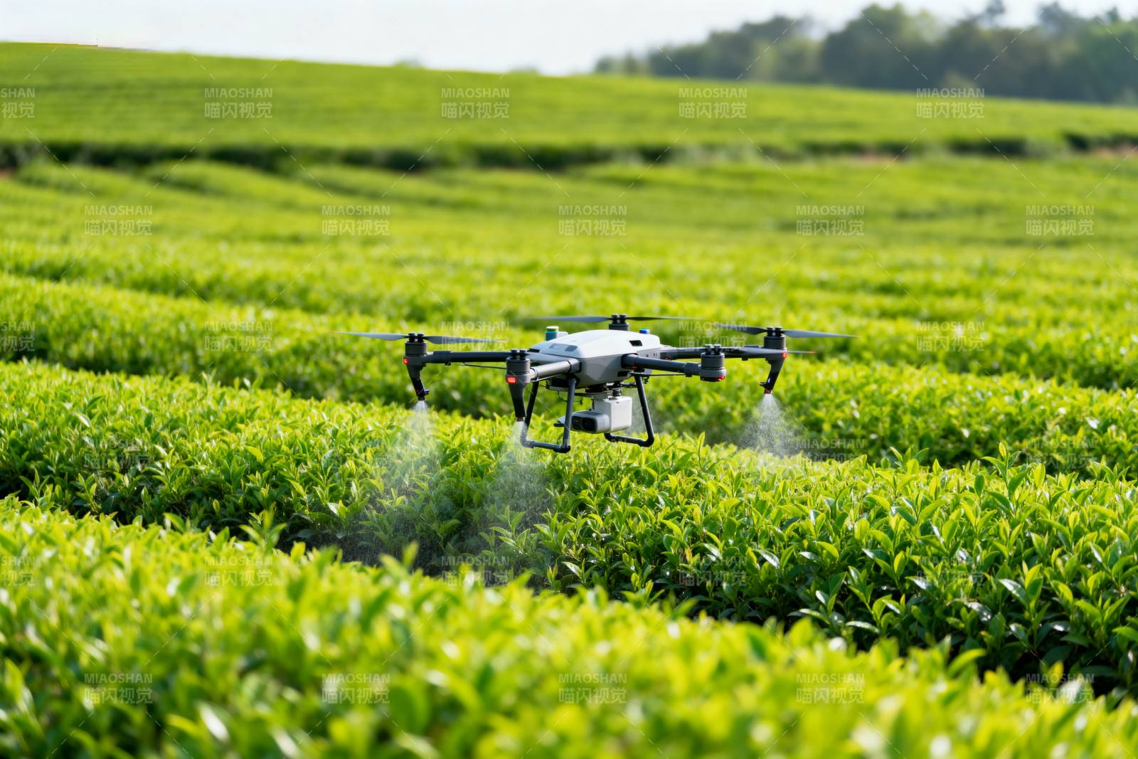 无人机喷洒茶园图片