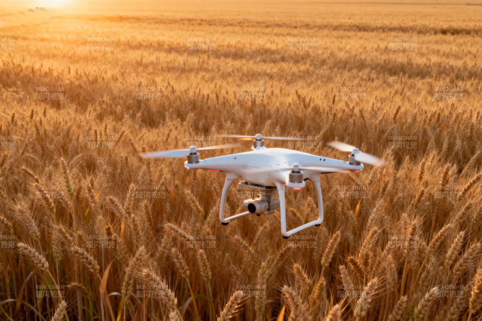 无人机飞越麦田图片