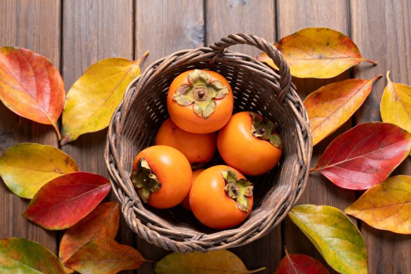 秋日柿子篮图片
