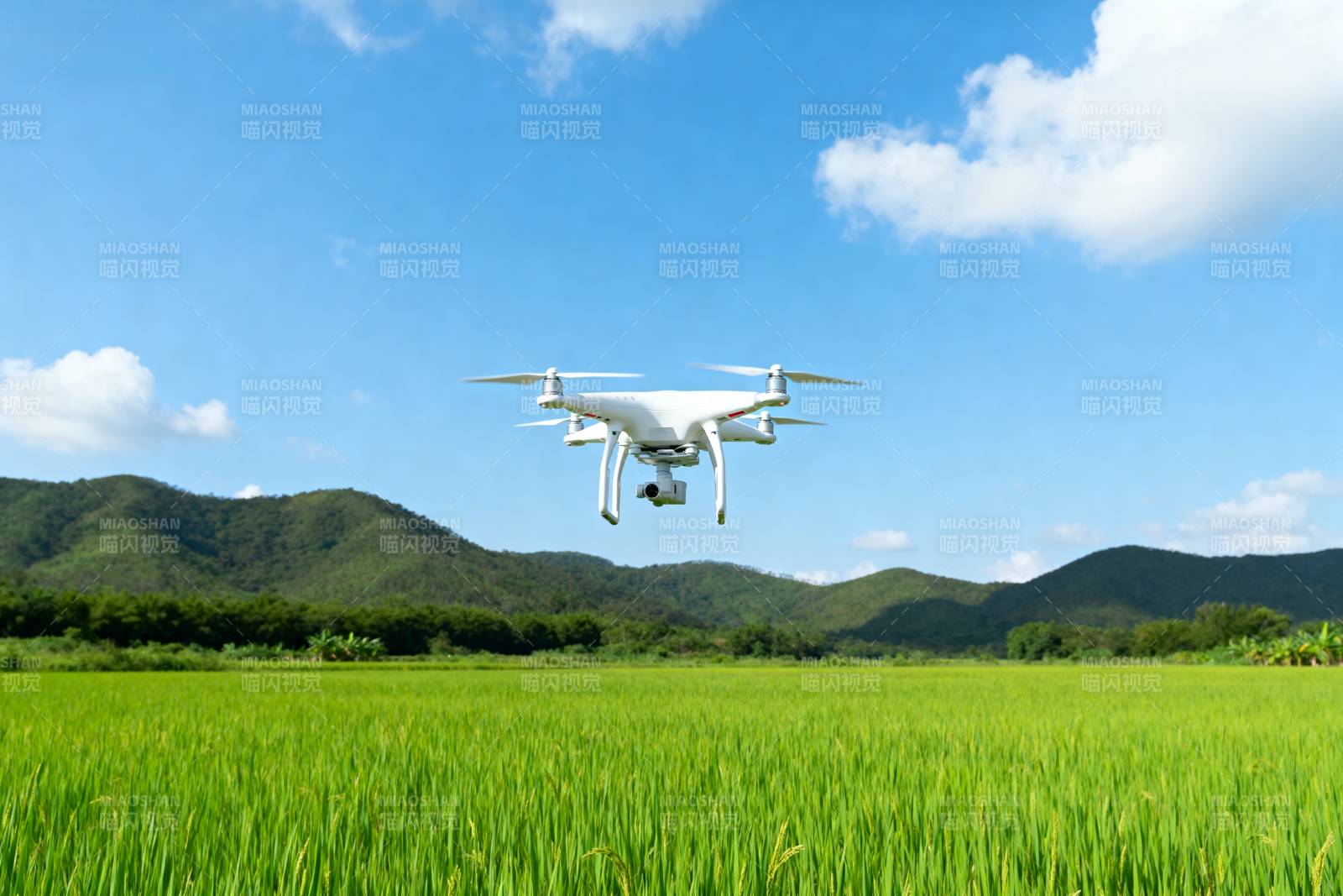 无人机飞越稻田图片