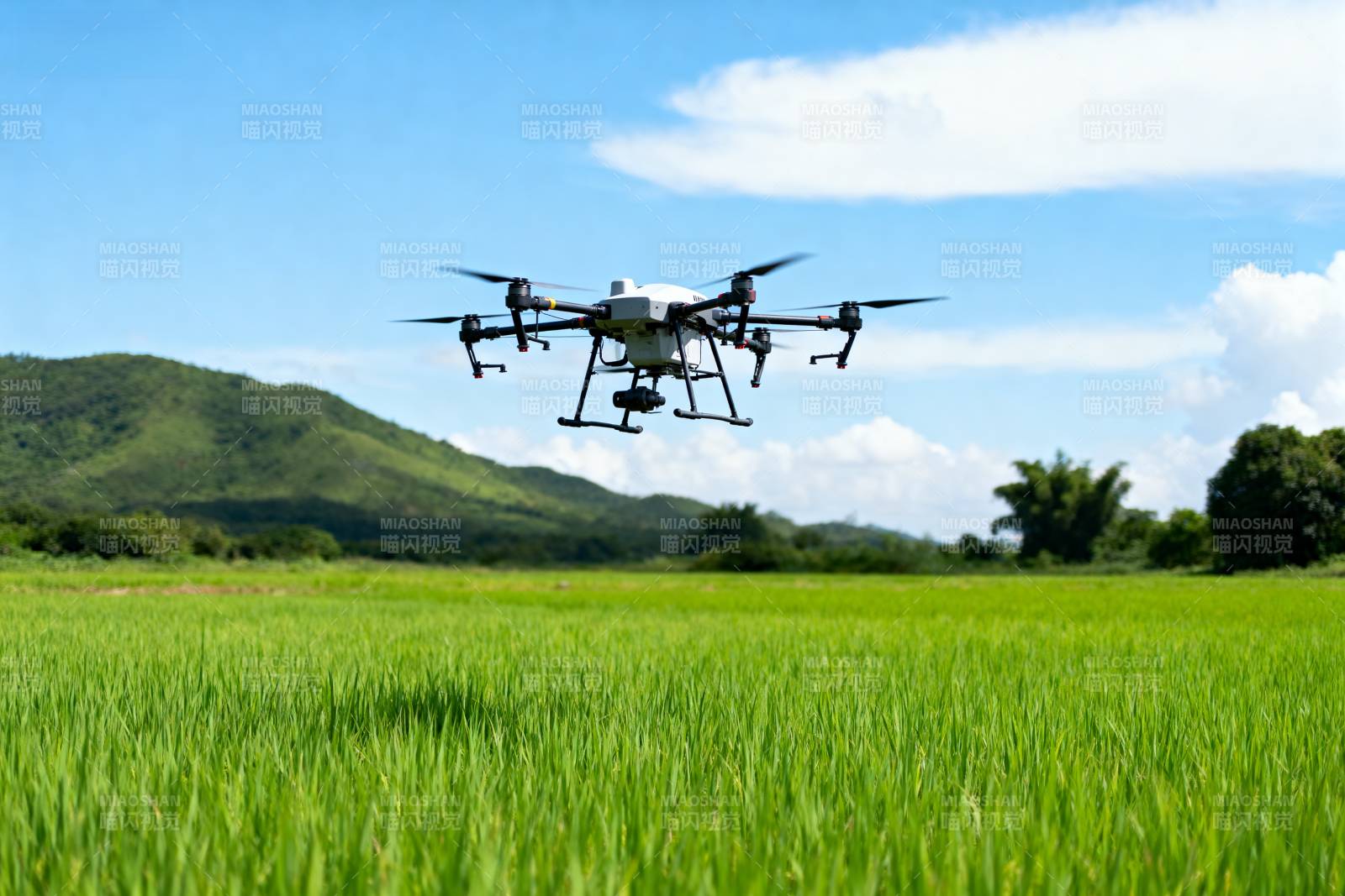 无人机飞越稻田图片
