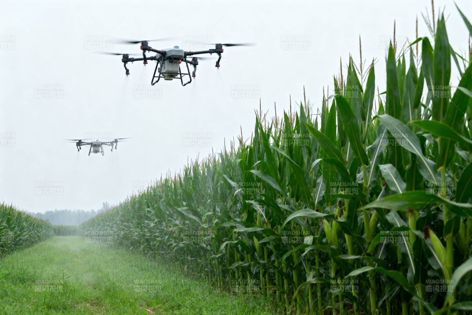 无人机喷洒玉米田图片