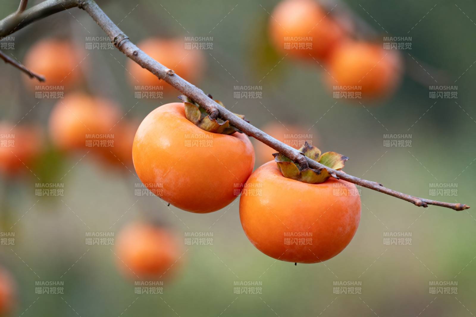 枝头橙柿挂图片