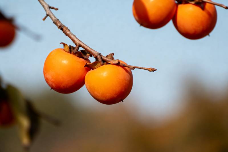 枝头橙柿挂秋光图片