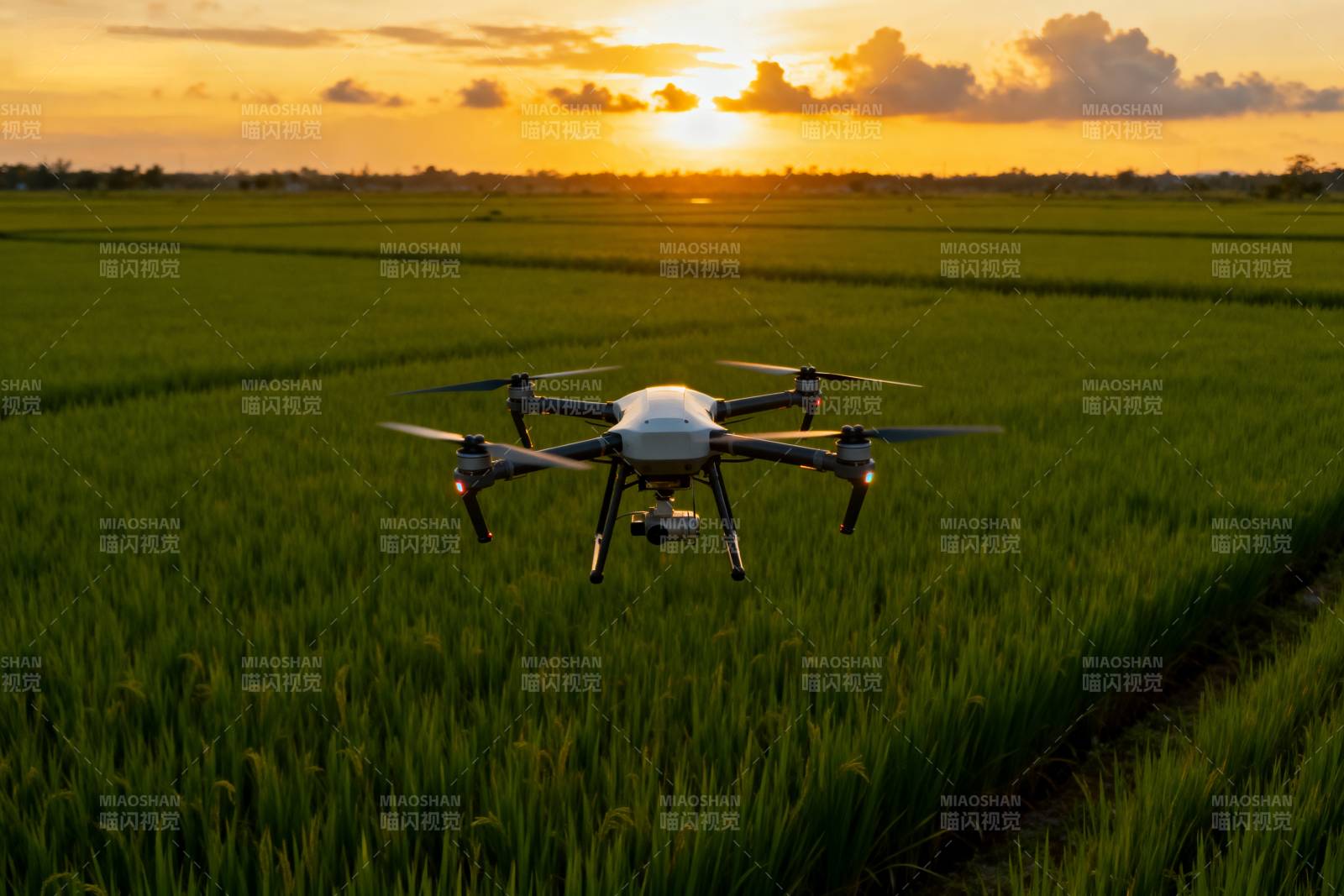 无人机俯瞰稻田日落图片