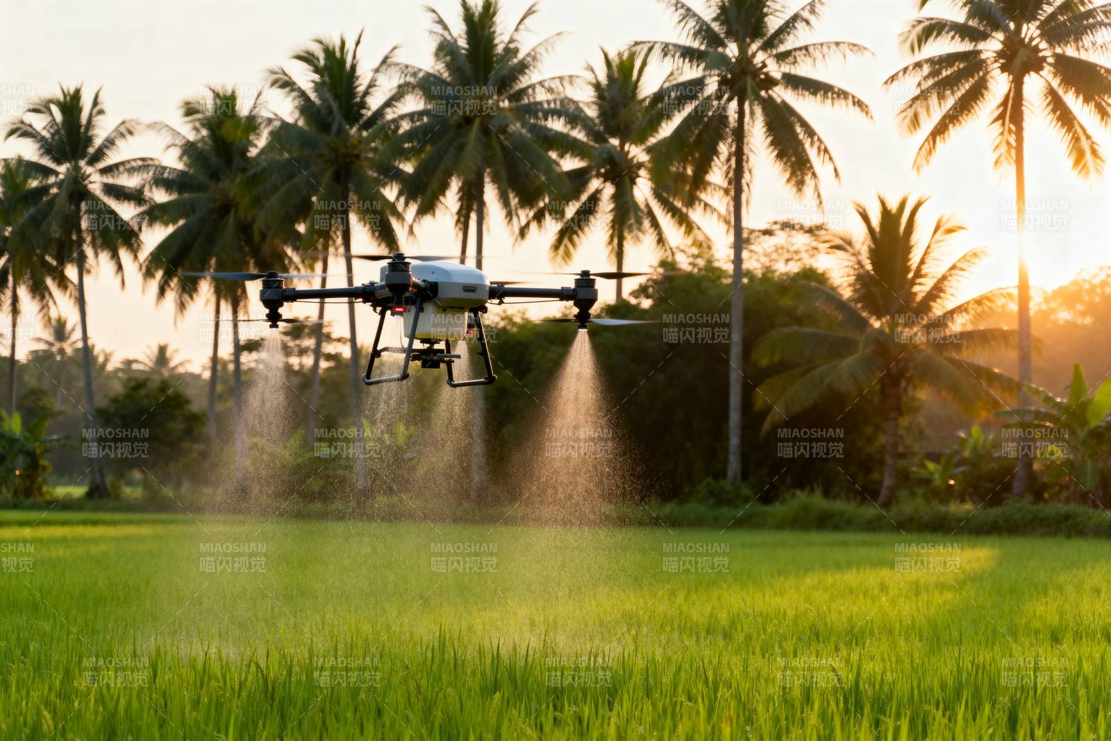 无人机喷洒稻田图片