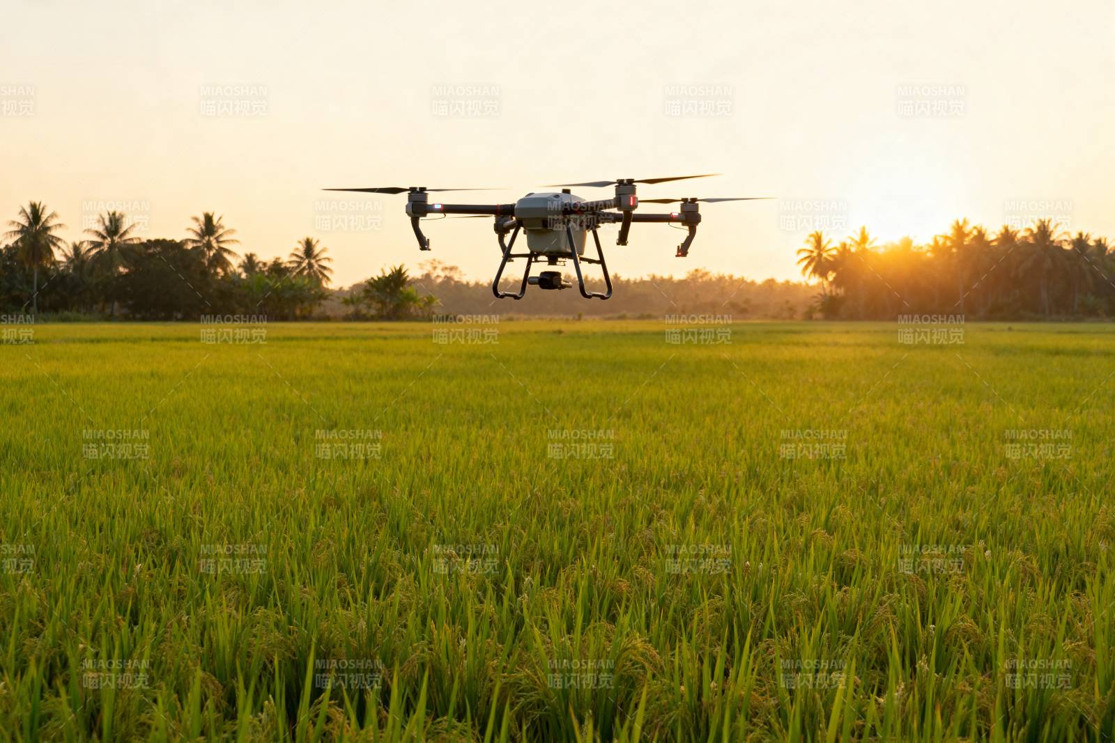 无人机飞越稻田图片