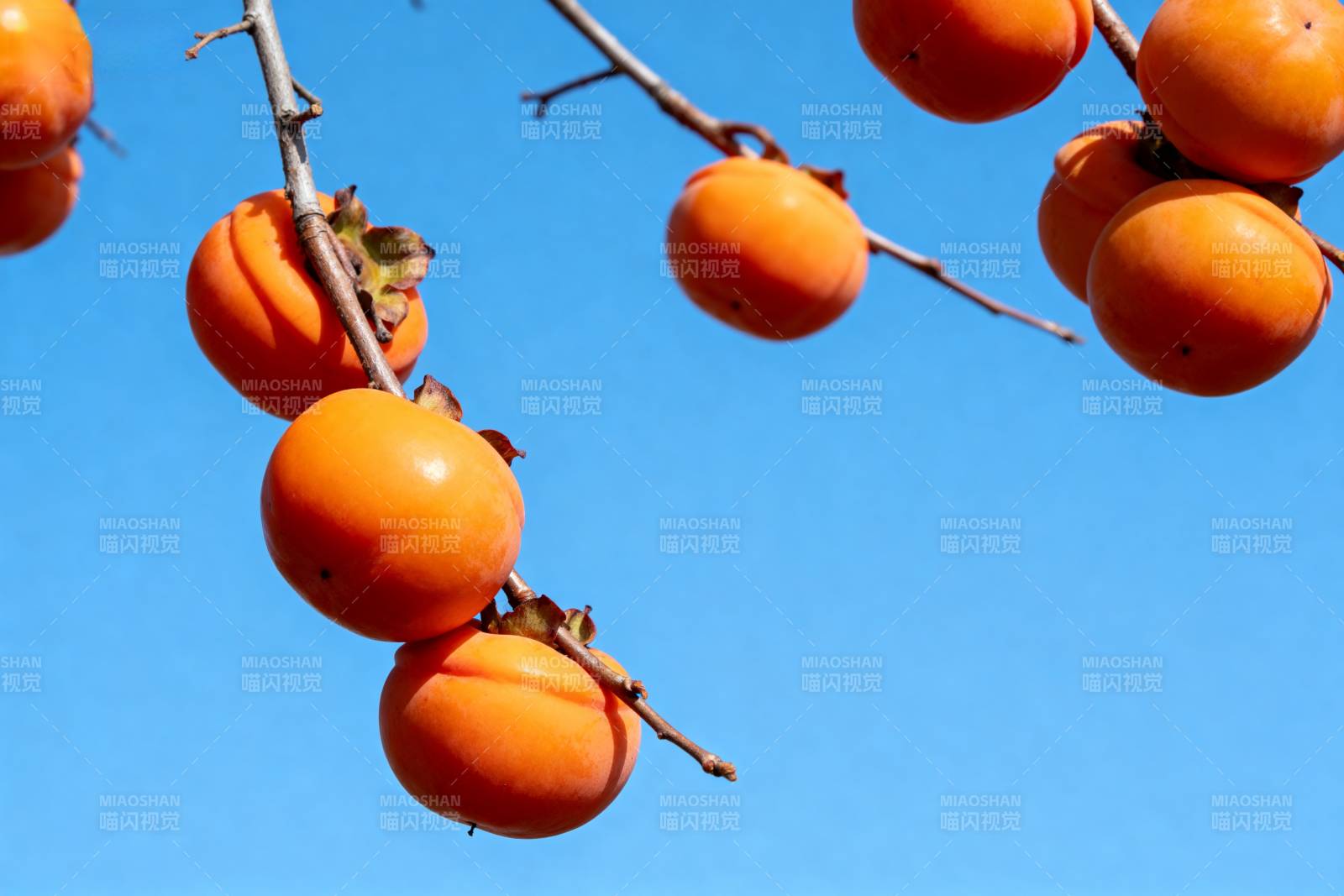 橙柿挂枝头图片