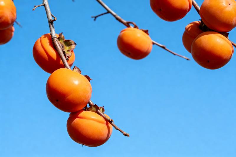 橙柿挂枝头图片
