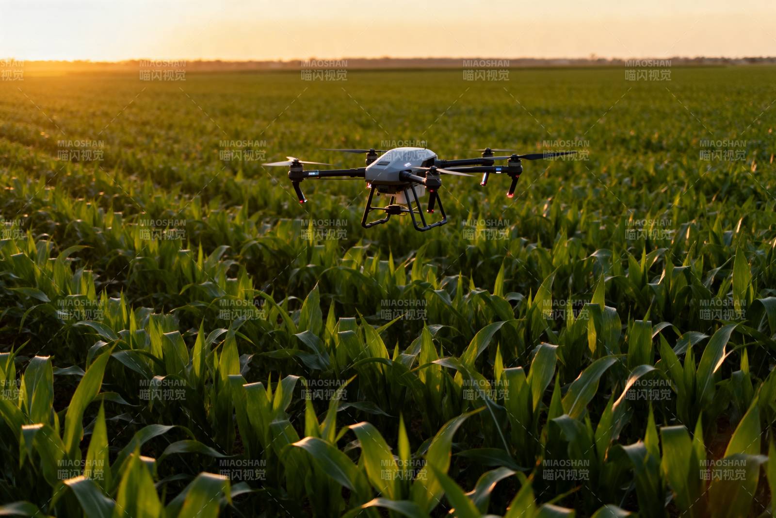 无人机飞越玉米田图片