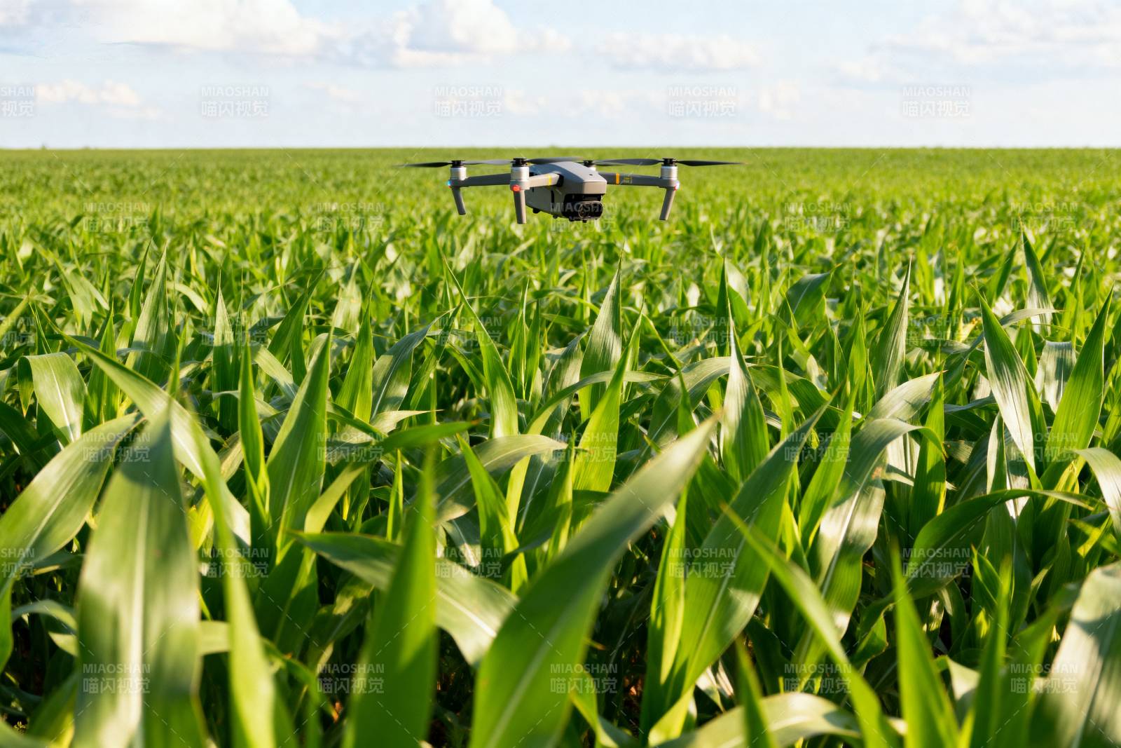 无人机巡田图片