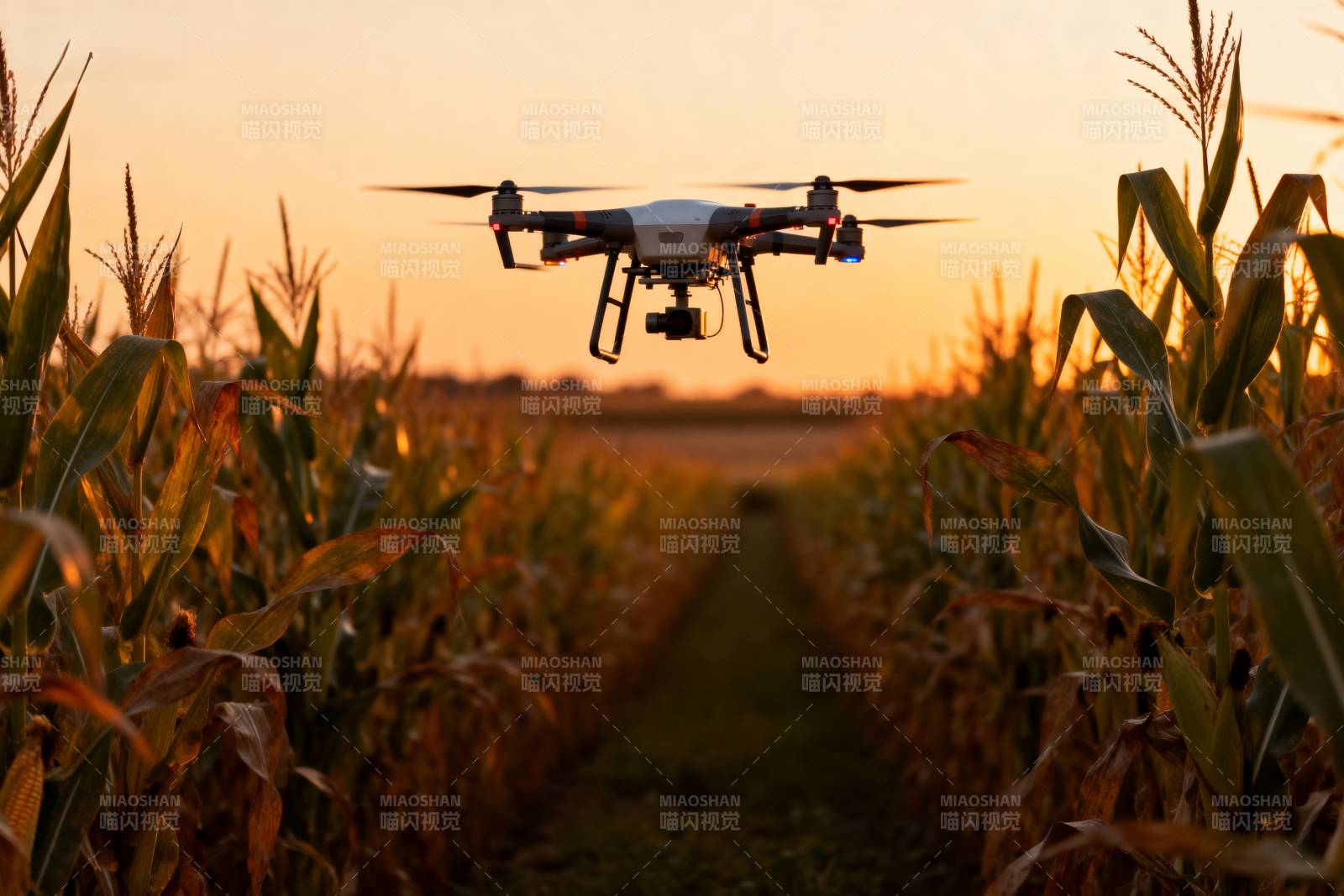 无人机飞越玉米田图片