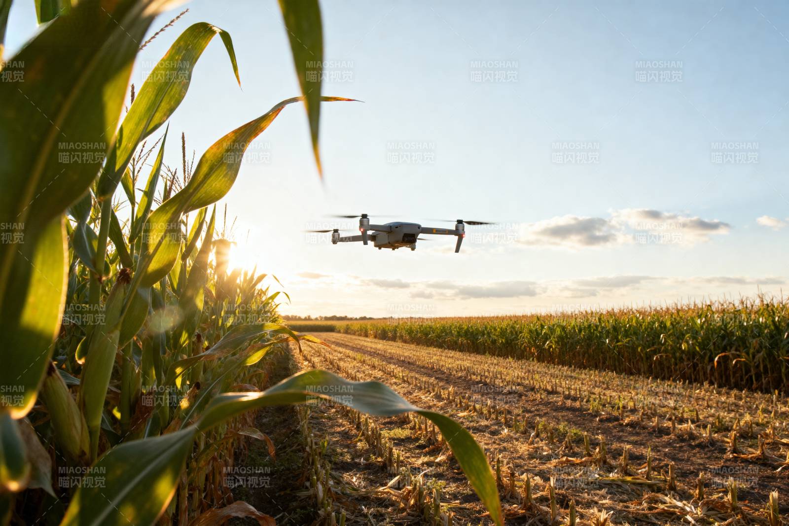 无人机巡田图片