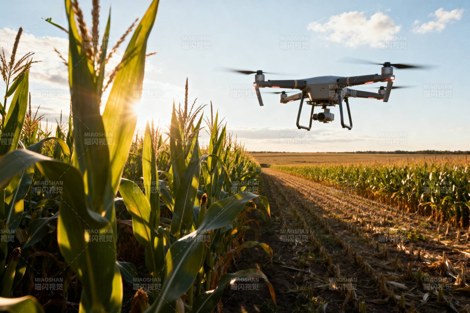 无人机巡田图片