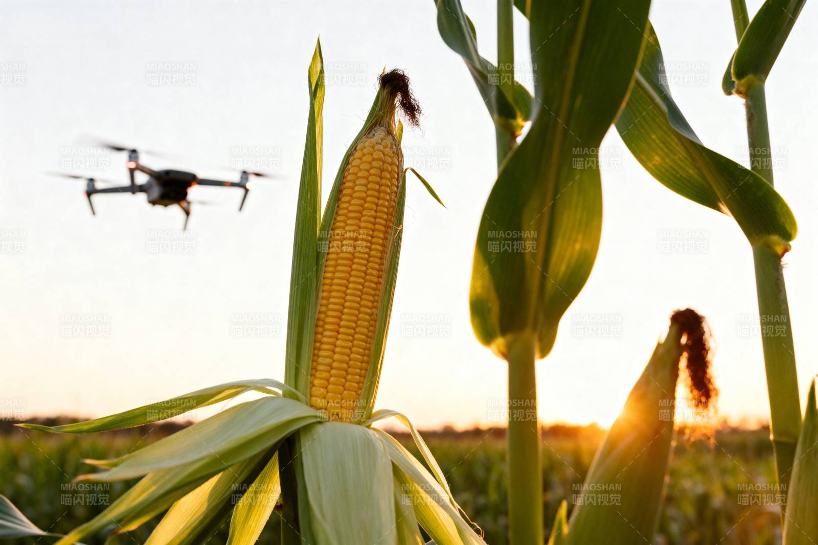 无人机巡田玉米地图片