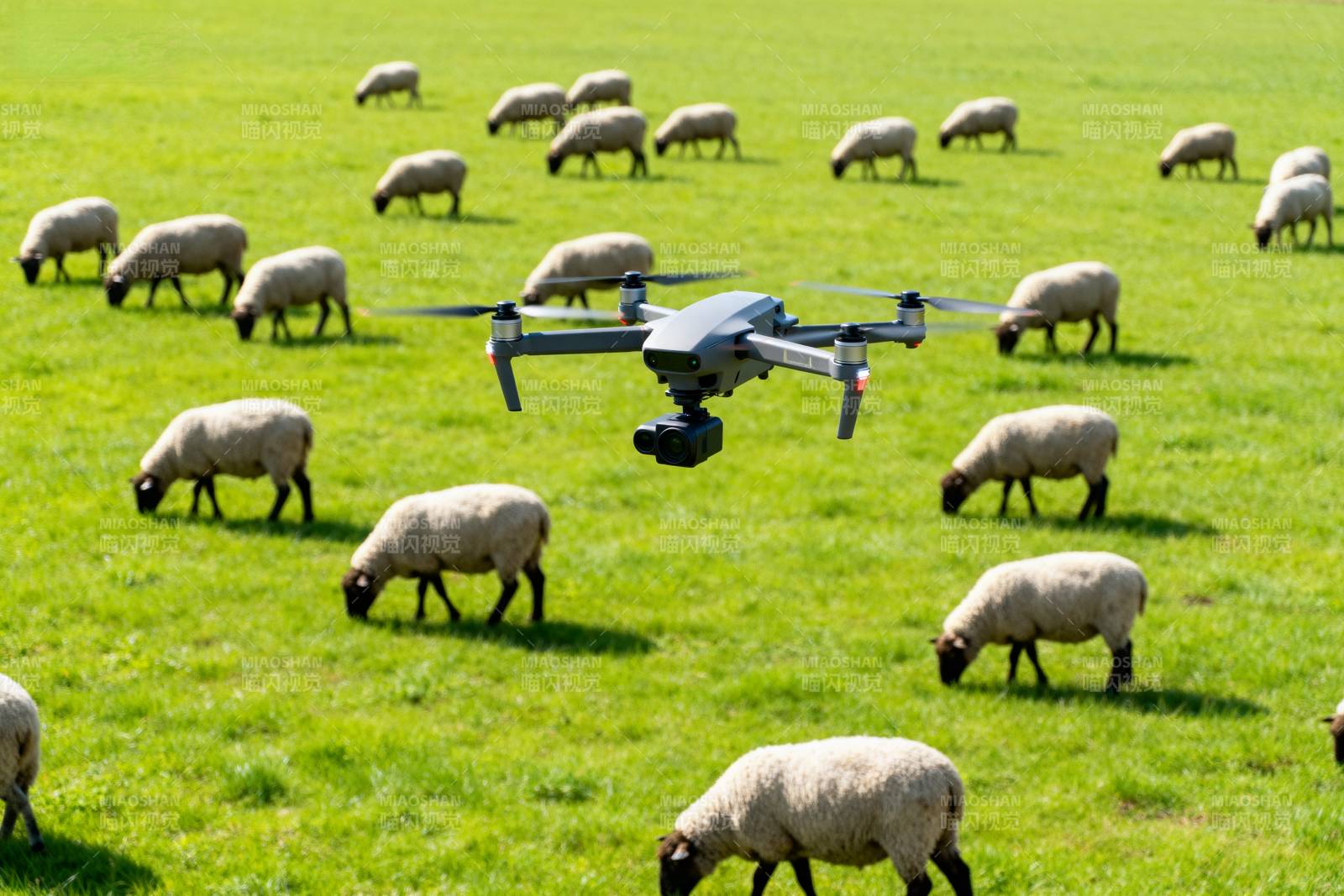 无人机牧羊场景图片