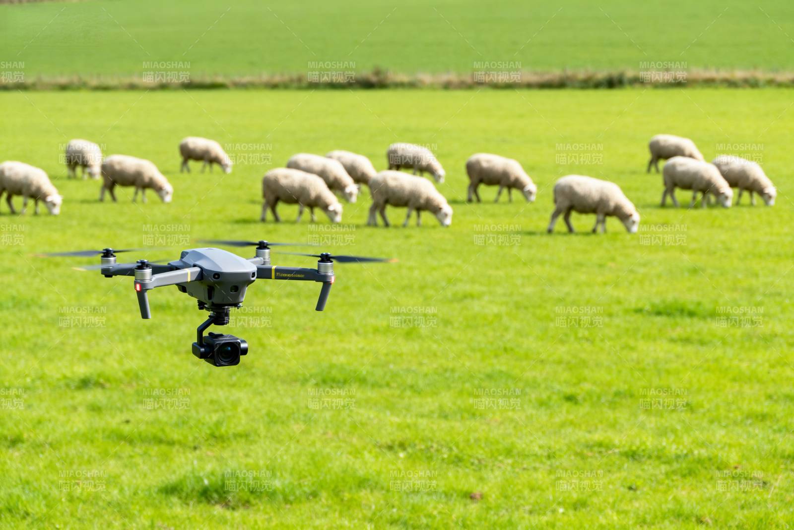 无人机牧羊图片