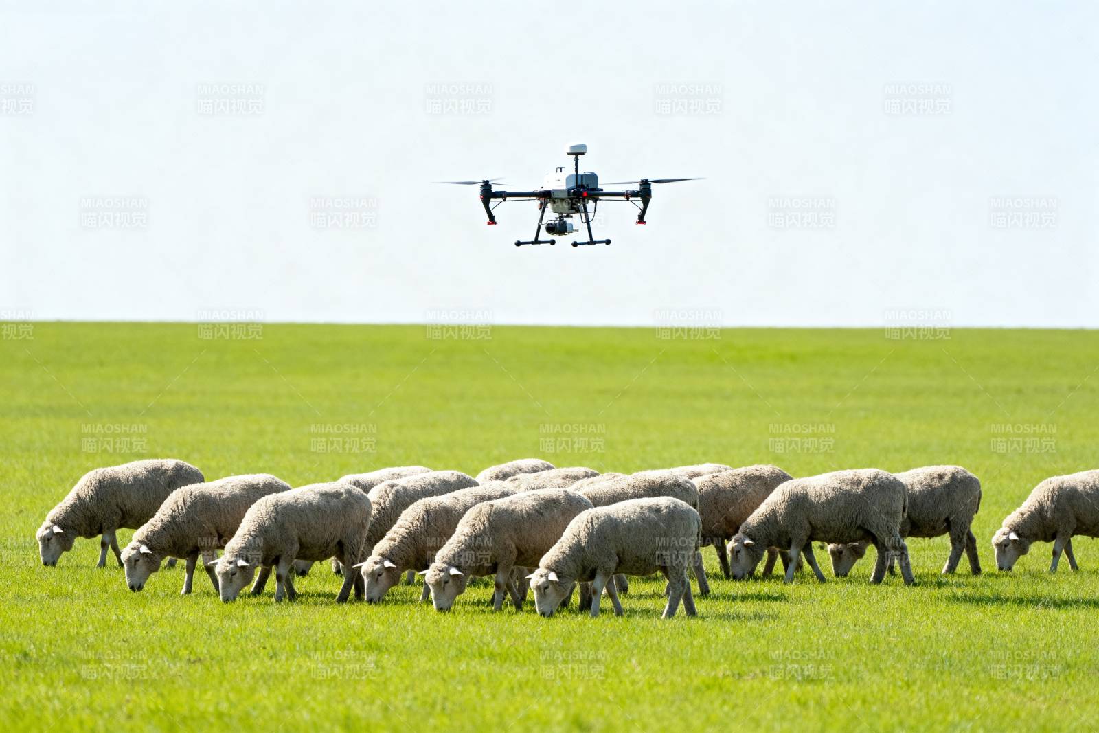 无人机牧羊图片