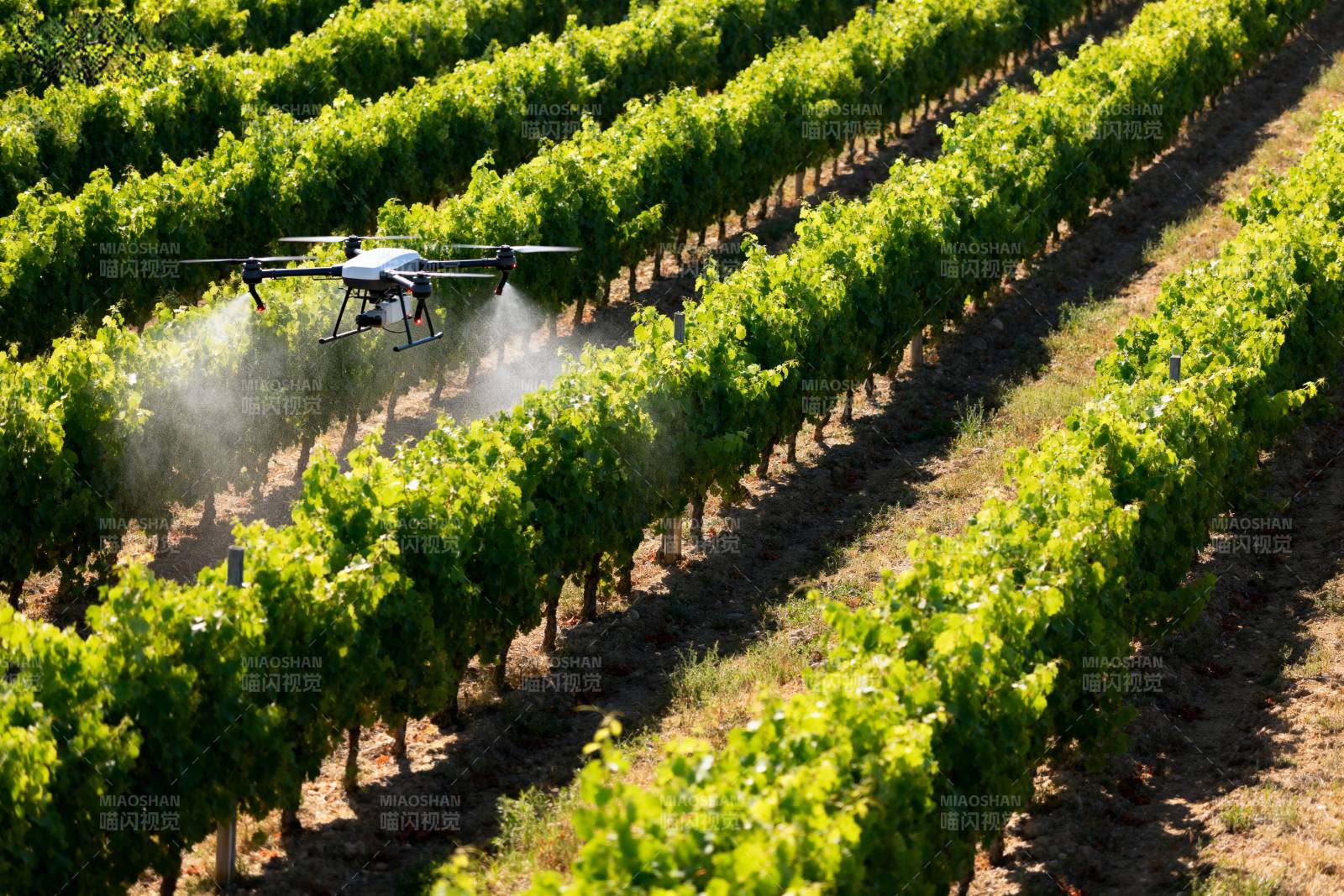 无人机喷洒葡萄园图片