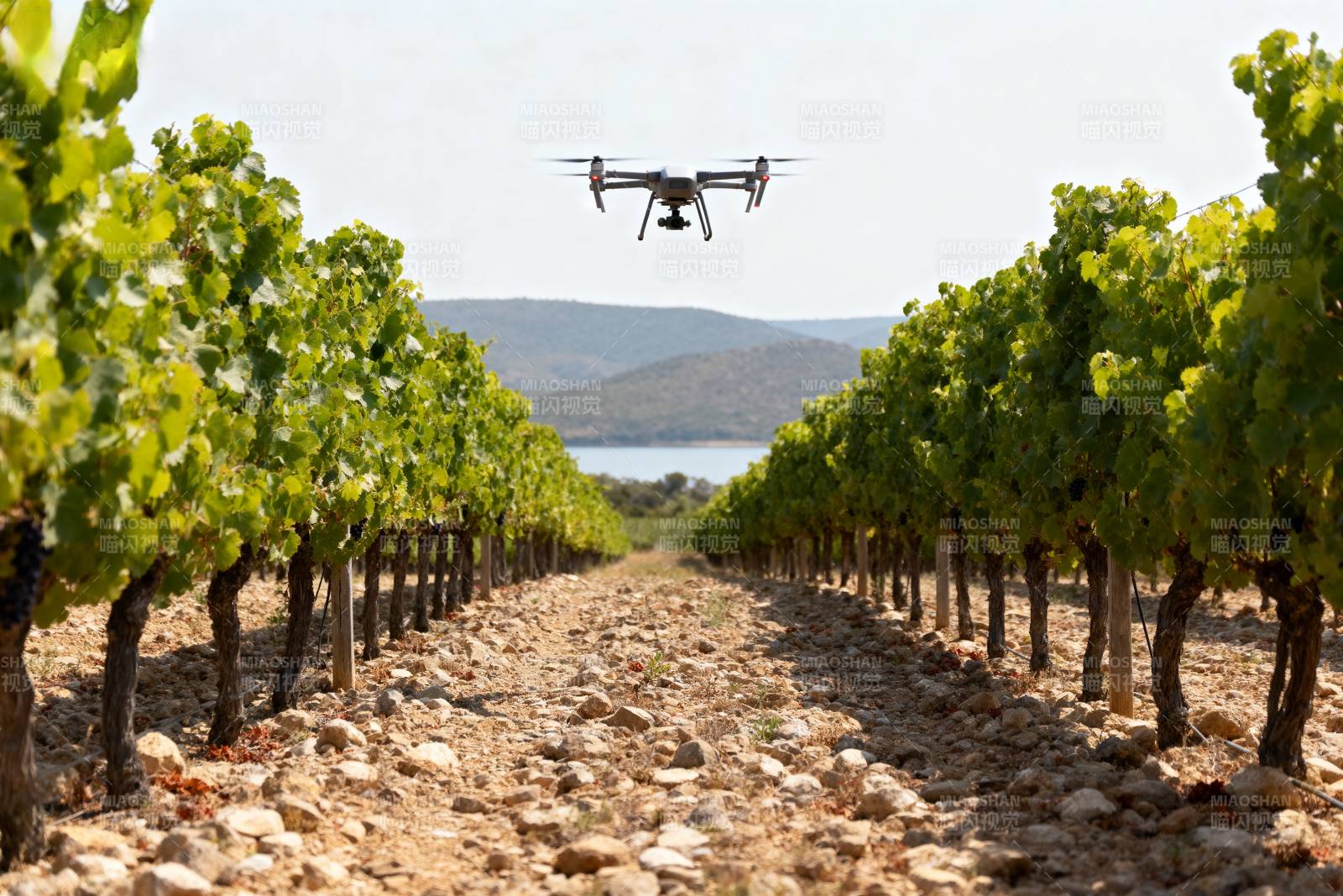 无人机巡检葡萄园图片