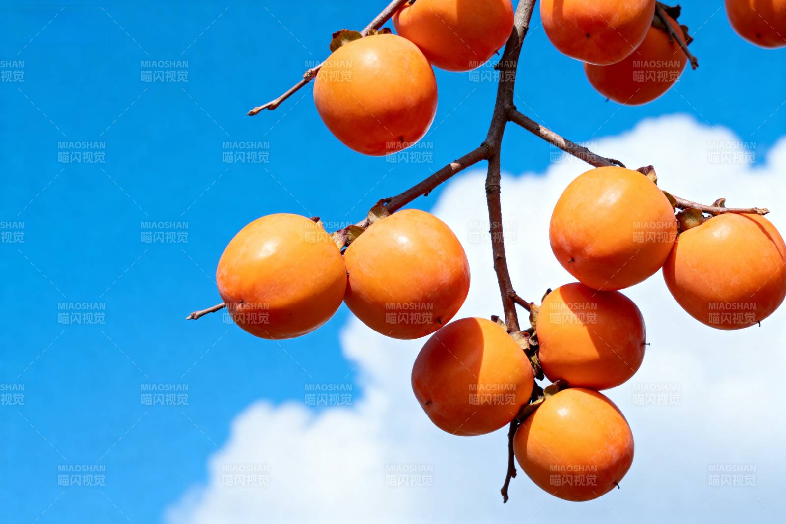 柿子挂枝头图片