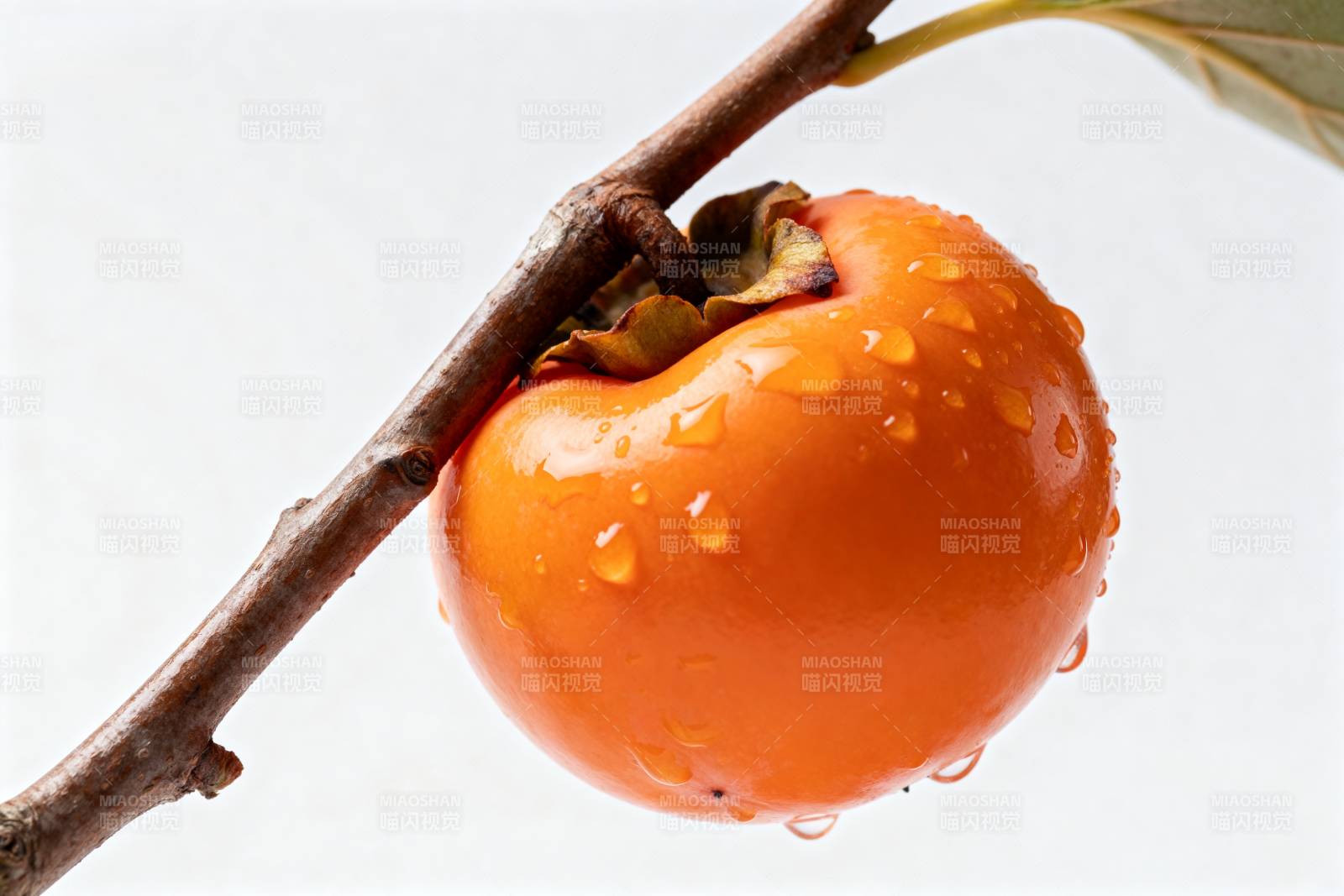 枝头柿子滴水图片
