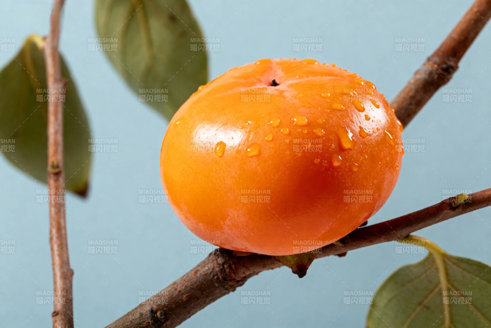 橙色柿子挂枝头图片