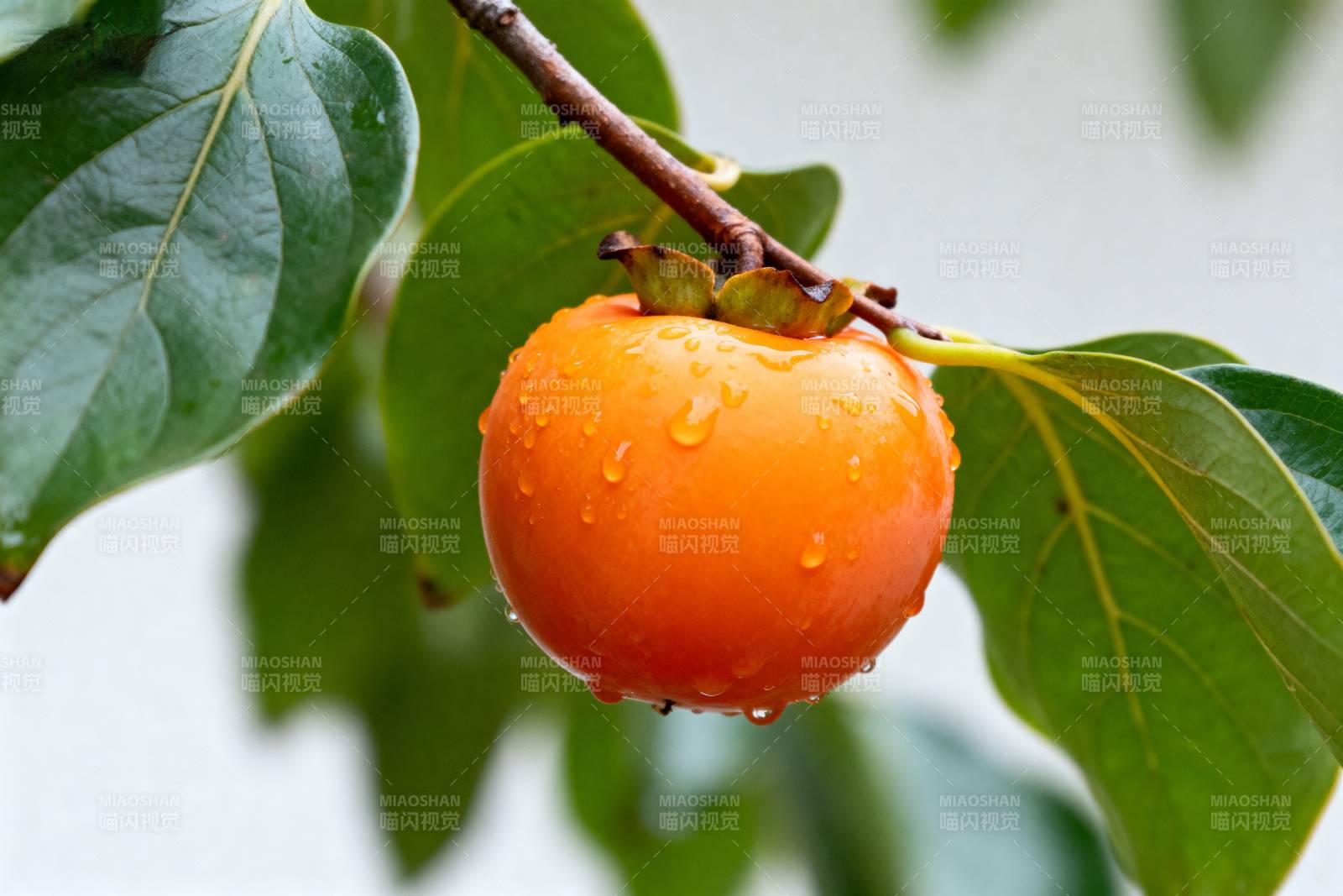 雨后柿子挂枝头图片