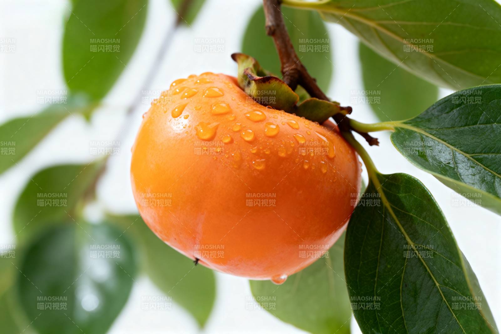 晶莹柿子挂枝头图片