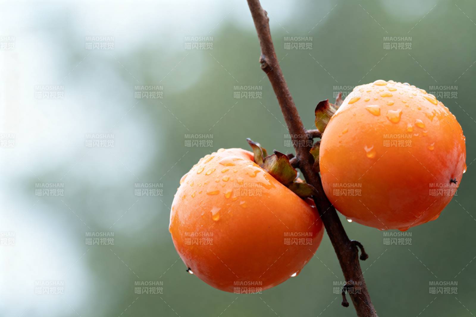 雨后柿子挂枝头图片