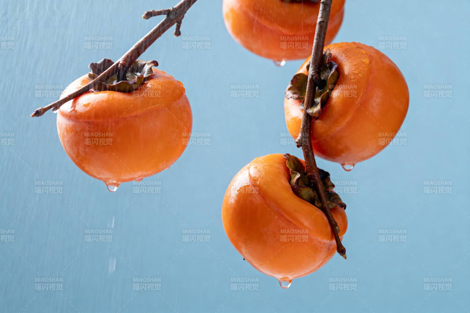 枝头柿子挂雨滴图片