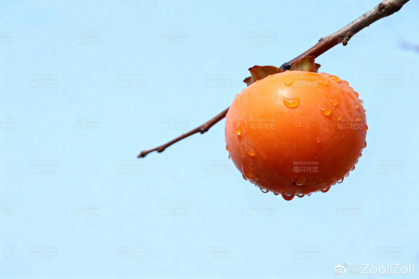 雨后柿子挂枝头图片