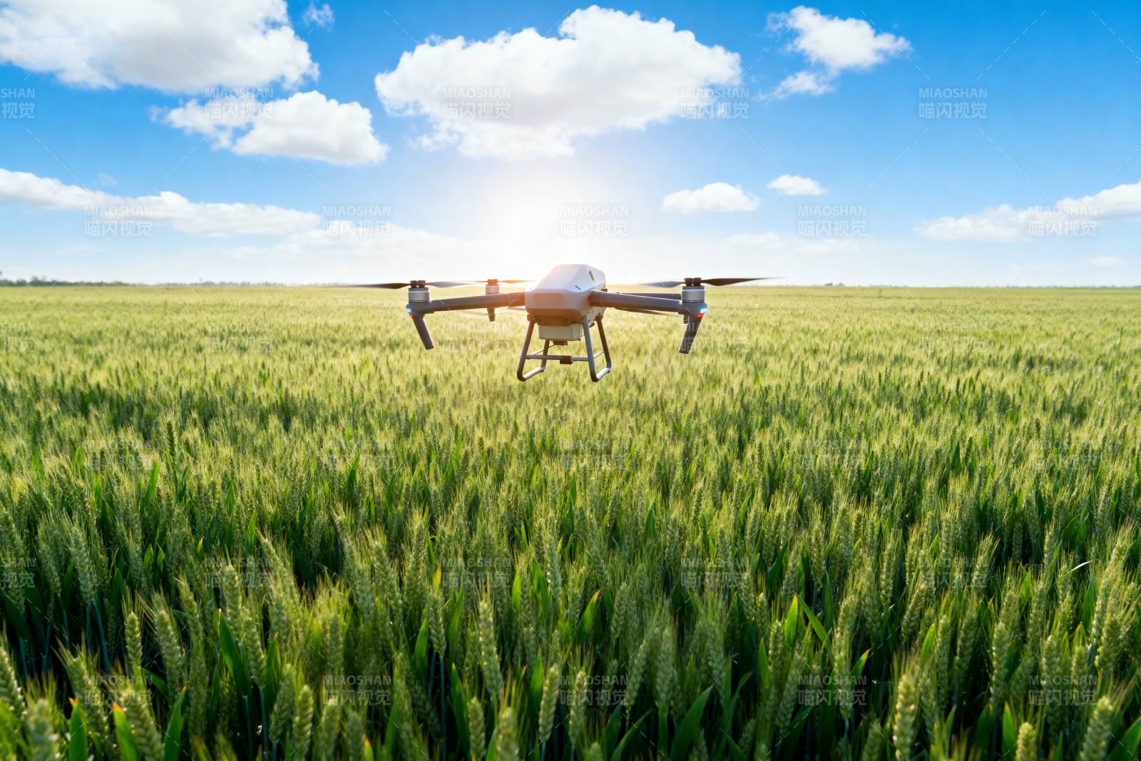 无人机飞越麦田图片