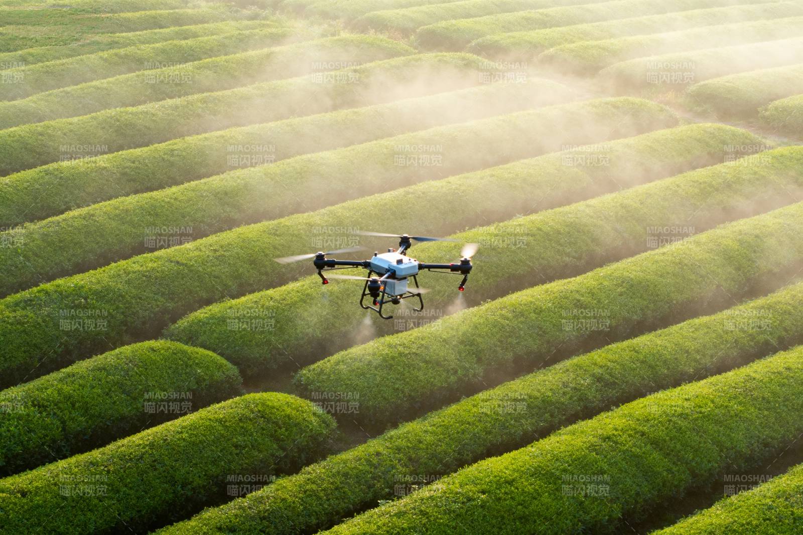 无人机喷洒茶园图片