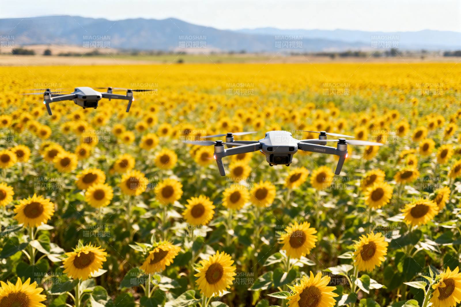 无人机飞越向日葵田图片