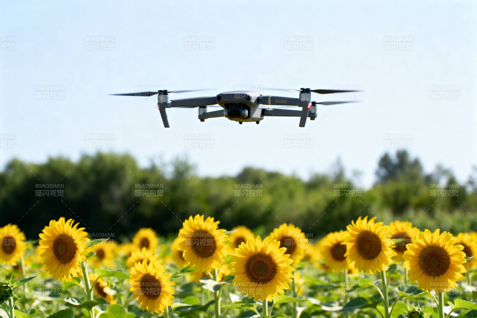 无人机飞越向日葵田图片